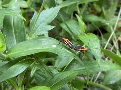 Dysdercus cingulatus