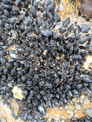 Xenostrobus neozelanicus