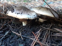 Basidiomycota