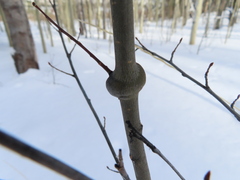 Euhexomyza schineri