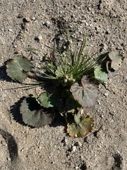 Eremalche rotundifolia