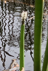 Eleocharis sphacelata