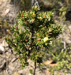 Phyllota pleurandroides