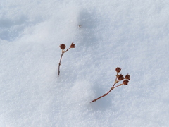 Dasiphora fruticosa