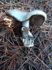 Basidiomycota