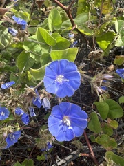 Jacquemontia abutiloides