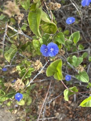 Jacquemontia abutiloides