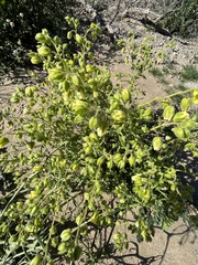 Emmenanthe penduliflora penduliflora