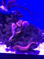 Hippocampus barbouri