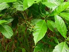 Pavetta australiensis