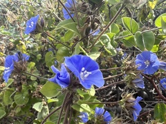 Jacquemontia abutiloides