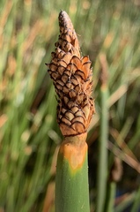 Eleocharis sphacelata