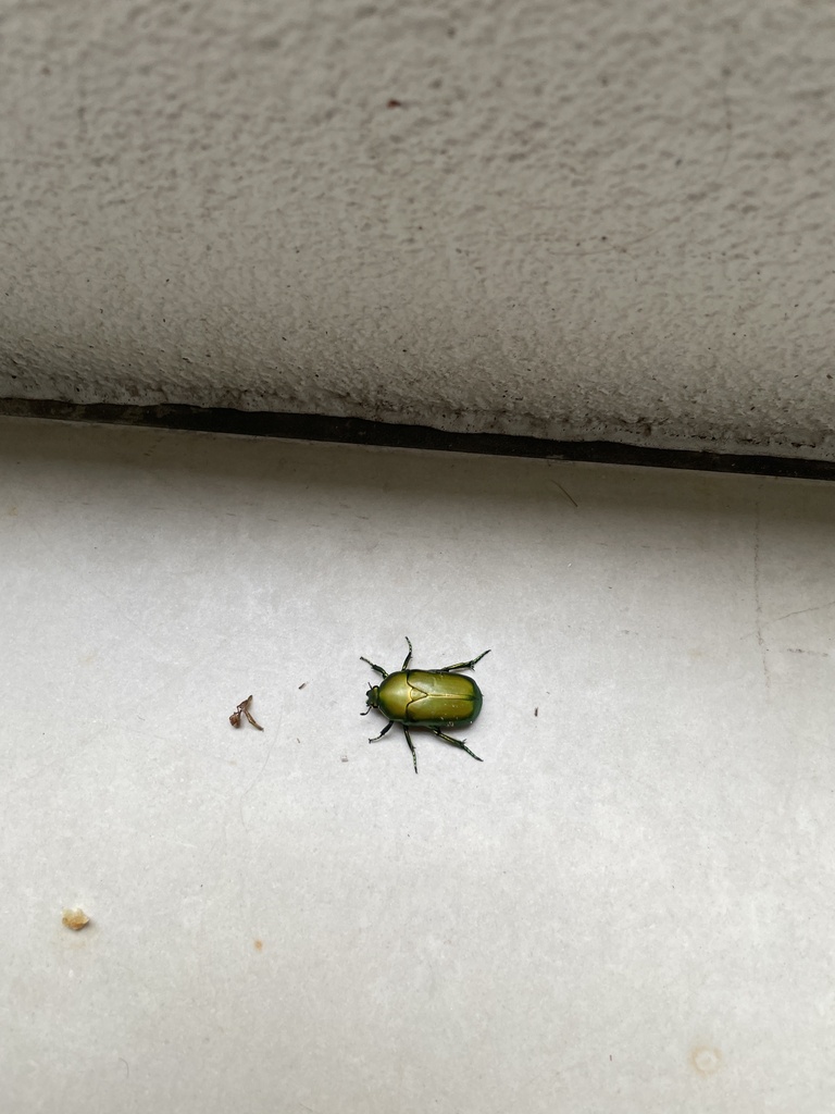 Fruit and Flower Chafers from Peppers Beach Club & Spa, Palm Cove, QLD ...