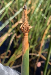 Eleocharis sphacelata