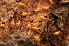 Nasutitermes corniger