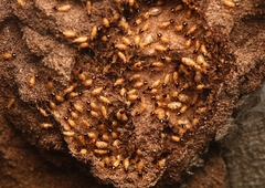 Nasutitermes corniger