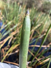 Eleocharis sphacelata