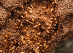 Nasutitermes corniger