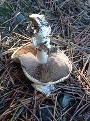 Basidiomycota