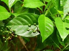 Pavetta australiensis