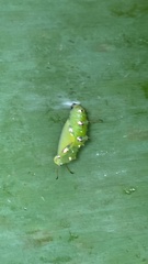 Calomela pallida