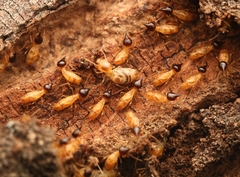 Nasutitermes corniger