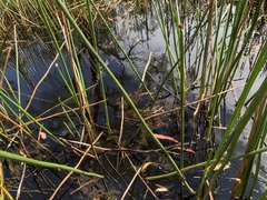 Eleocharis sphacelata