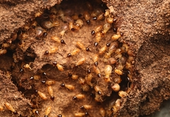 Nasutitermes corniger