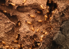 Nasutitermes corniger