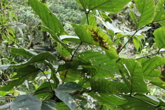 Dendroma rufa