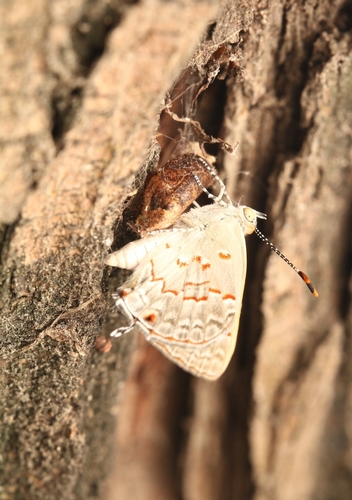 Thecla ligia