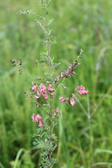 Indigofera tristis