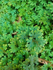 Selaginella uncinata