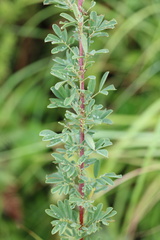 Indigofera tristis