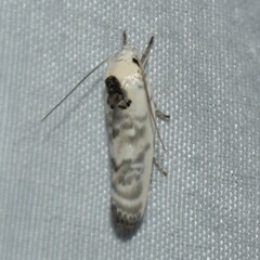 Antaeotricha