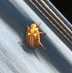 Anoplognathus abnormis
