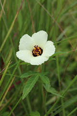 Hibiscus cannabinus