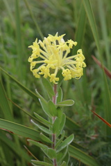 Lasiosiphon anthylloides