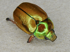 Anoplognathus suturalis