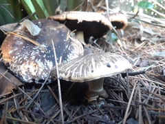 Basidiomycota
