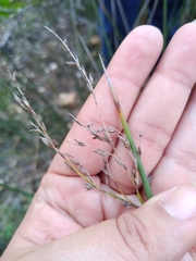 Juncus textilis