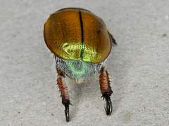Anoplognathus suturalis