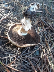Basidiomycota