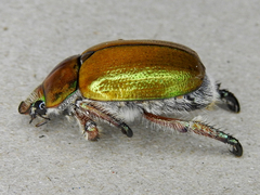 Anoplognathus suturalis