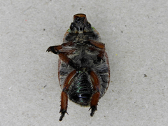 Anoplognathus suturalis