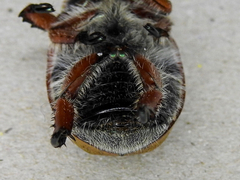 Anoplognathus suturalis