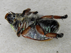 Anoplognathus suturalis