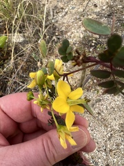 Erythrostemon pannosus