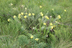 Lasiosiphon anthylloides