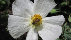 Argemone grandiflora